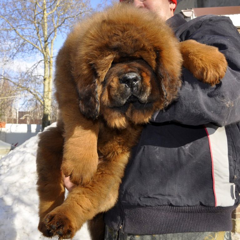 Тибетский мастиф цена щенка москва